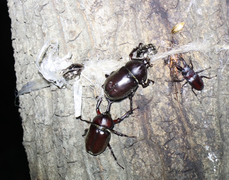 カブトムシ2♂、ノコギリクワガタ1♂、シラホシハナムグリ2匹_No9のクヌギ_クワガタ達のオアシス_2023年7月18日19時35分 気温31.5度